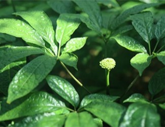 三七是什么？