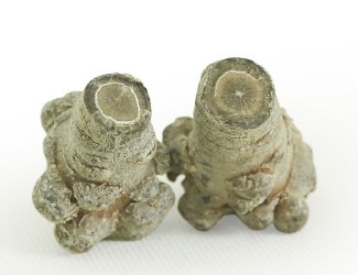 三七的頭數(shù)是什么？