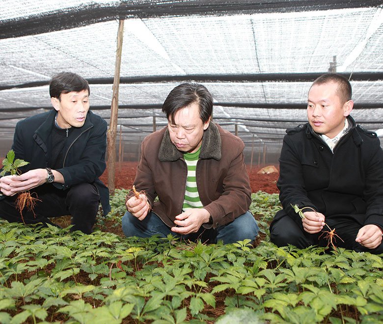 苗鄉(xiāng)三七與云南農(nóng)業(yè)大學(xué)合作