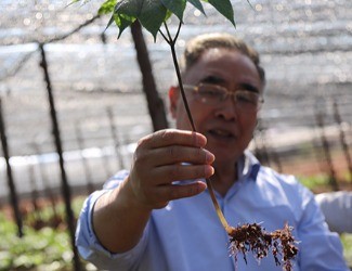 三七是做的最大、研究最好最深的中藥大品種