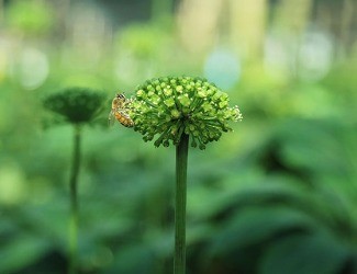 必看！你適合吃三七嗎？