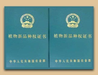 國(guó)家給三七頒發(fā)了這個(gè)證書，歷史首次！