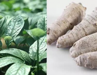 如何挑選道地的三七，買三七需要注意的四點(diǎn)事項(xiàng)