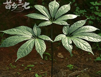 三七與土三七的區(qū)別，土三七含有毒性