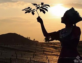 云南白藥與三七不得不說(shuō)的故事