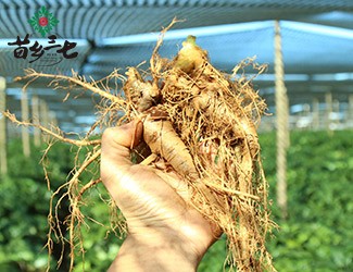 三七的功效與作用講解，從三七在血液系統(tǒng)的應(yīng)用分析