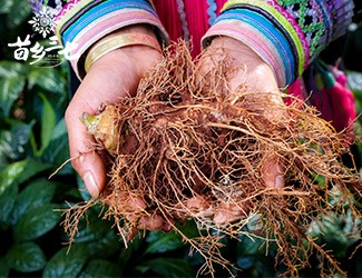 三七補(bǔ)虛強(qiáng)壯，保護(hù)心血管