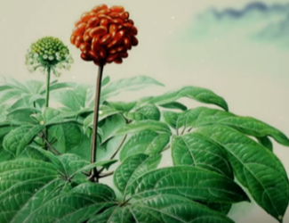 為什么說(shuō)三七是“十全十美”的植物？