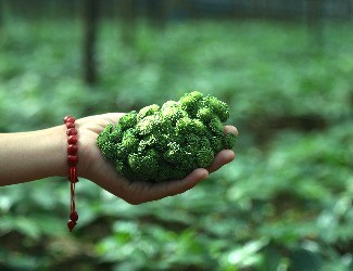 三七圖片大全：三七的一生——采花，采籽（四）