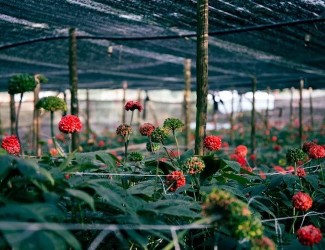 重磅炸彈！三七行業(yè)重大政策調整今年6月1日起開始實施！