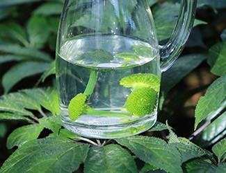 三七怎么吃——三七花雪碧飲，夏日里的一杯“怡紅快綠”