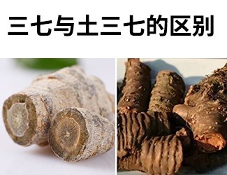揭秘土三七和三七的差異性，警惕吃錯(cuò)易導(dǎo)致肝臟衰竭