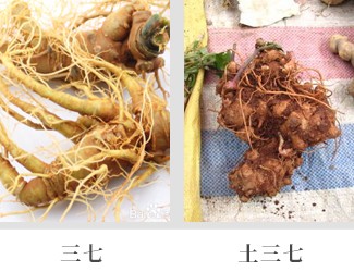 文山三七價格琳瑯滿目，當(dāng)心三七和土三七區(qū)別