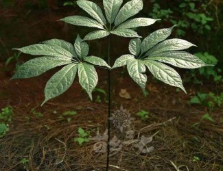 三七粉沖水的正確吃法，四個(gè)沖泡要領(lǐng)你知道幾個(gè)？