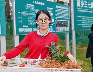 苗鄉(xiāng)三七良種喜獲豐收！??！